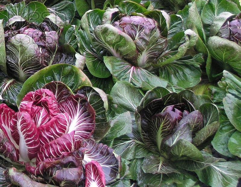 Радичио / Radicchio
