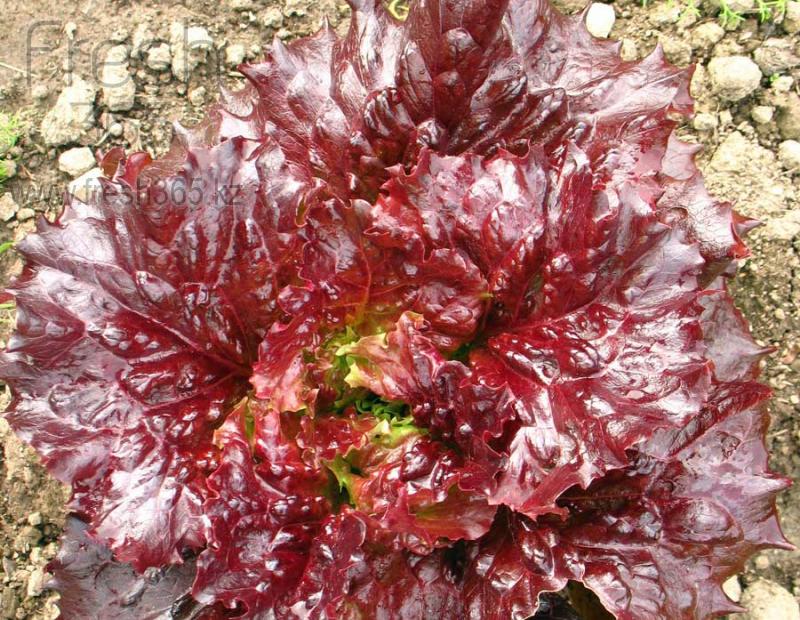 Дуболист зеленый/красный / Lettuce Oakleaf Green/Red