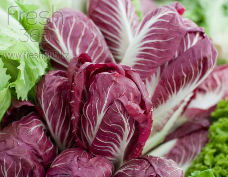 Цикорий красный / Red endive