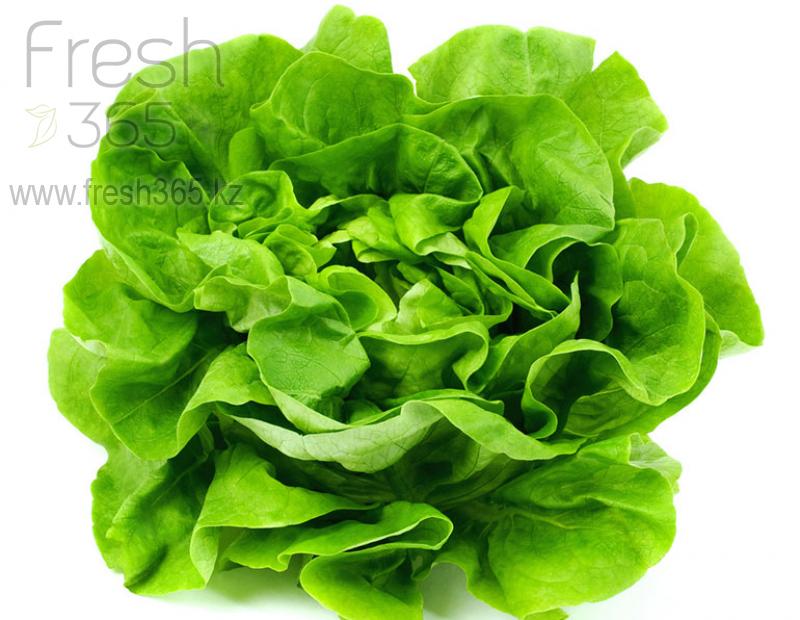 Латук / Lettuce Boston Head