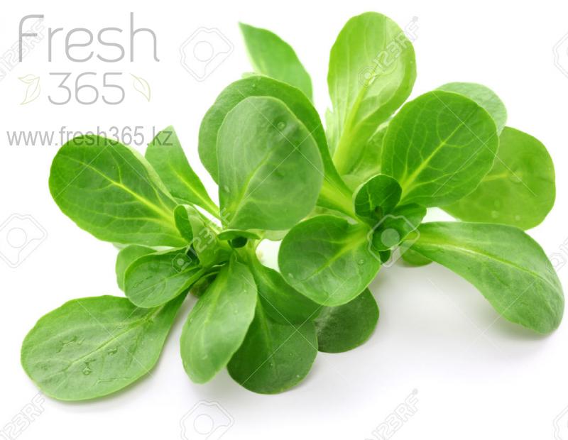 Бейби листья Корна / Mache baby leaves