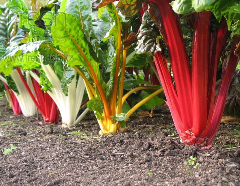 Бейби листья Мангольда / Red Chard baby leaves