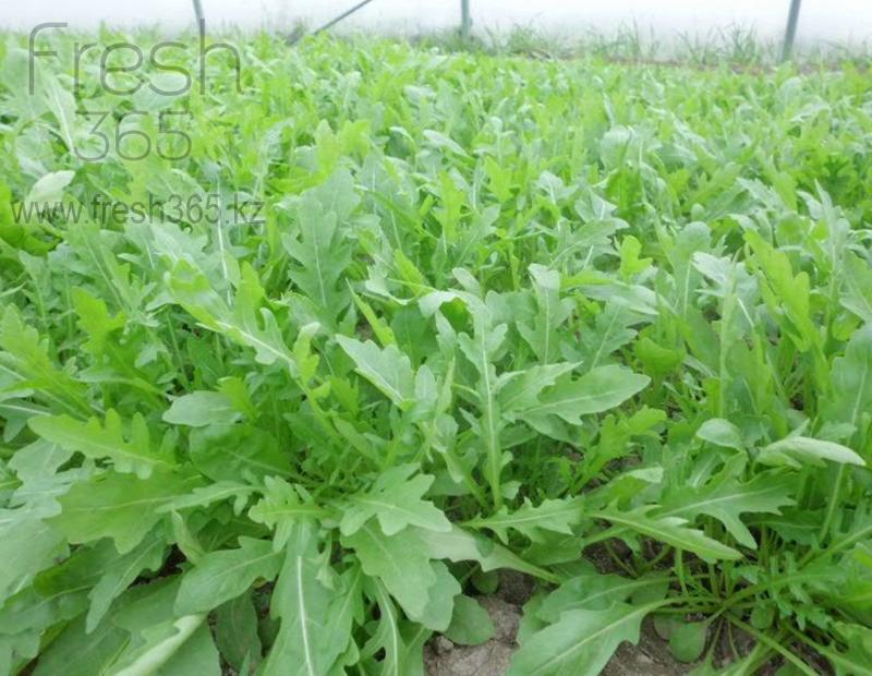 Бейби листья Рукколы / Rucola baby leaves