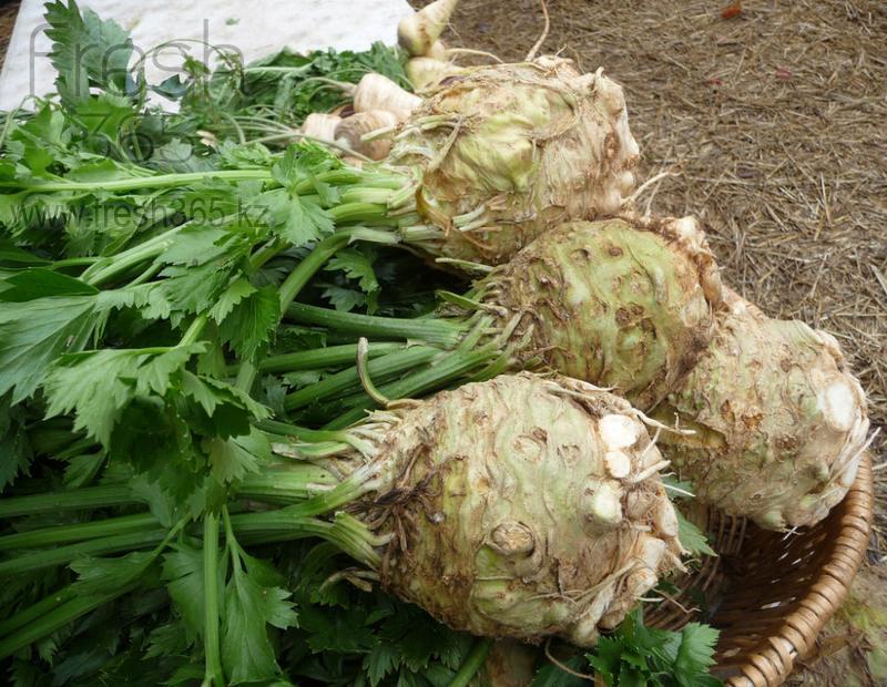 Корень сельдерея / Celery Root