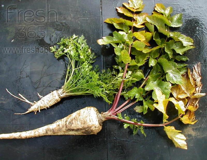 Корень пастернак / Parsnip Root