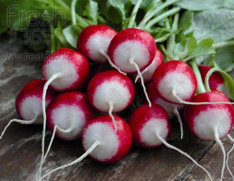 Редис / Radish