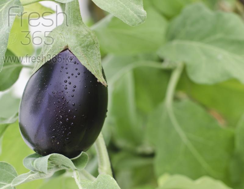 Баклажаны / Eggplants