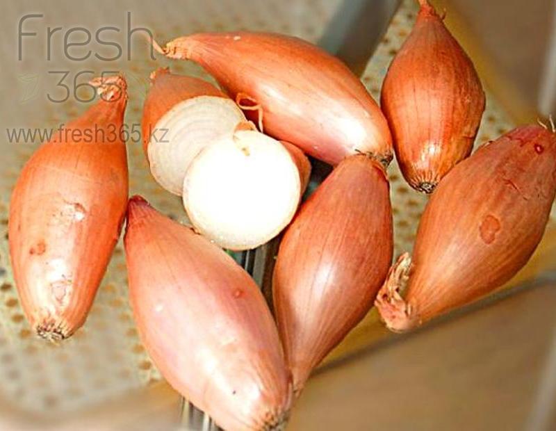 Лук Шалот / Shalot Onion