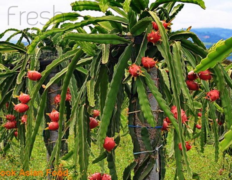 Питая красная внутри / Pitahaya Red Flesh