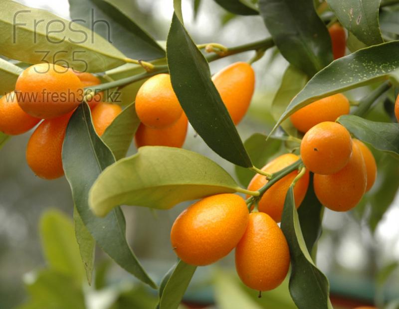 Кумкват / Kumquat