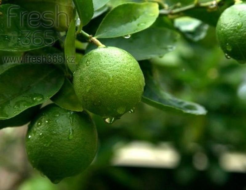 Лайм / Lime