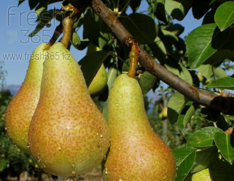 Груши Аббат фетель / Pears Abate Fetel