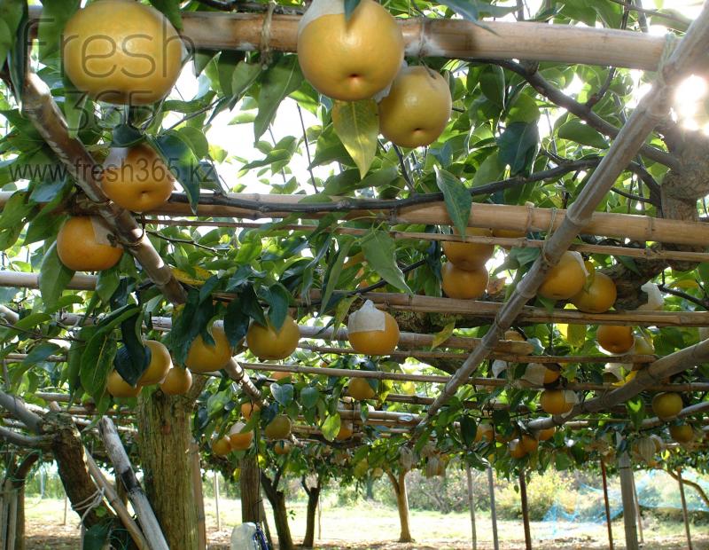 Груши Наши / Pears Nashi