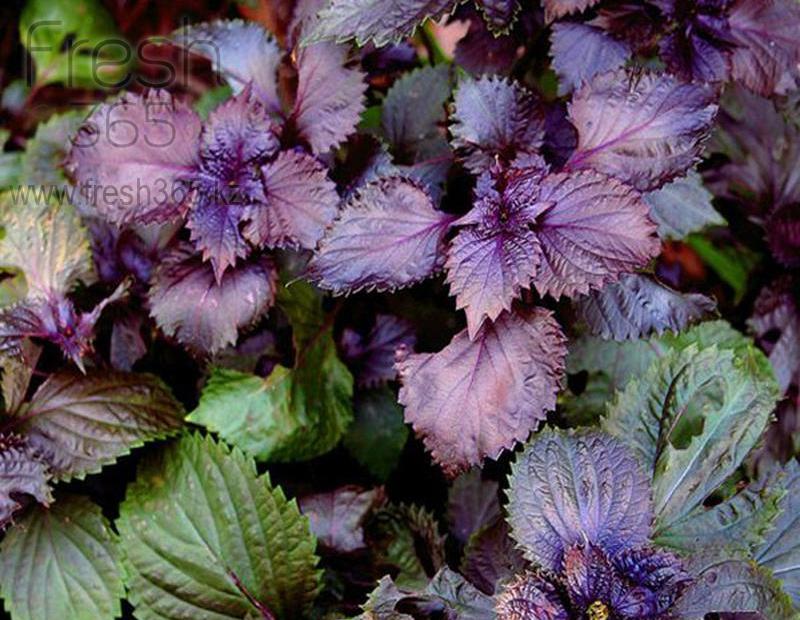Листья шиссо фиолетовые / Shiso Leaves Purple