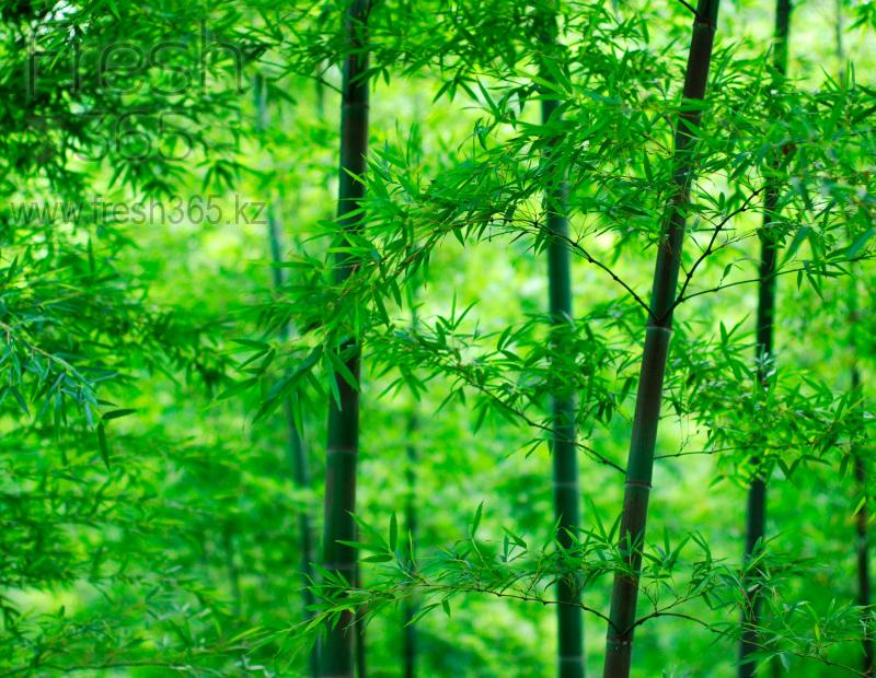 Листья бамбука / Bamboo Leaves