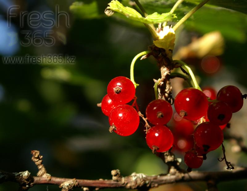 Смородина красная / Red Currant