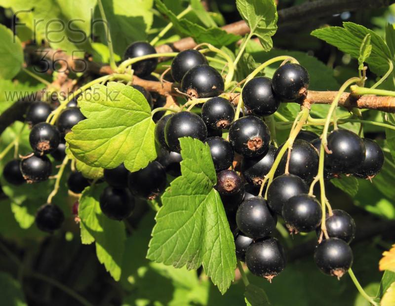 Смородина черная / Black Currant