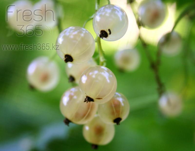 Смородина белая / White Currant