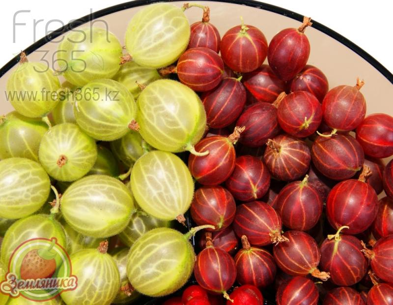 Крыжовник / Gooseberry