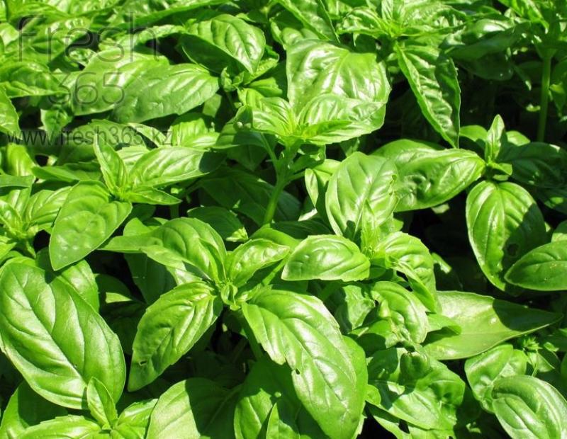 Базилик зеленый / Basil