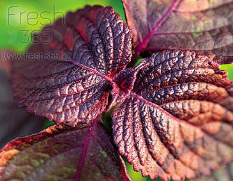 Базилик красный / Red basil