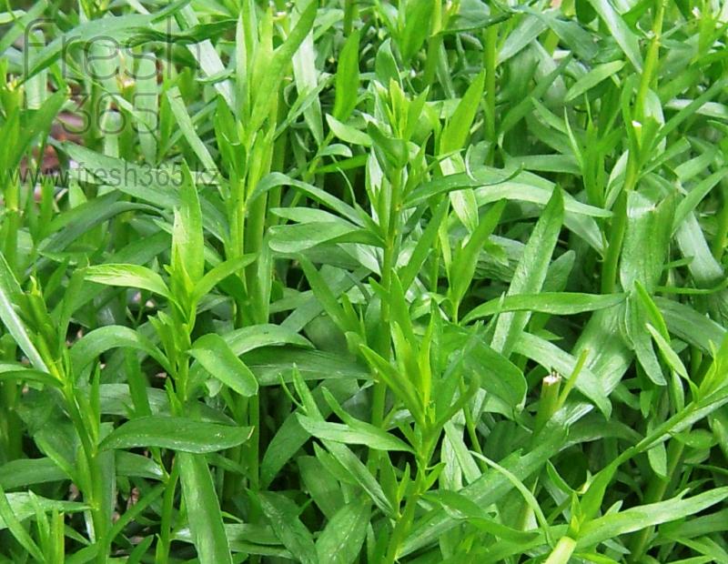 Эстрагон / Tarragon