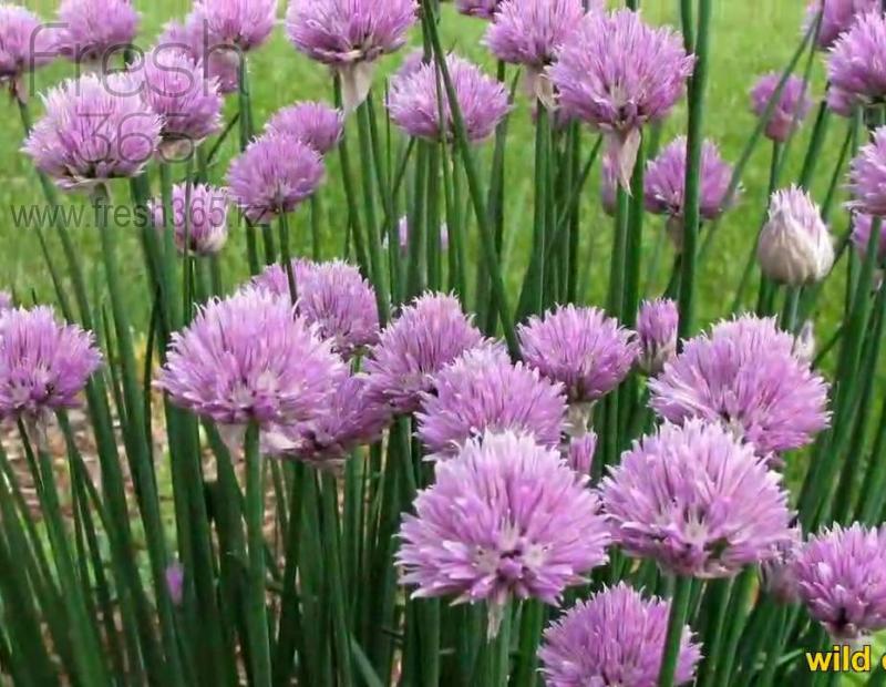 Лук Резанец / Chives