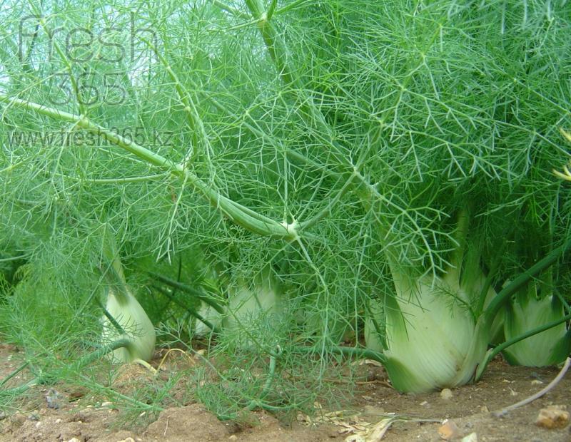 Фенхель / Fennel