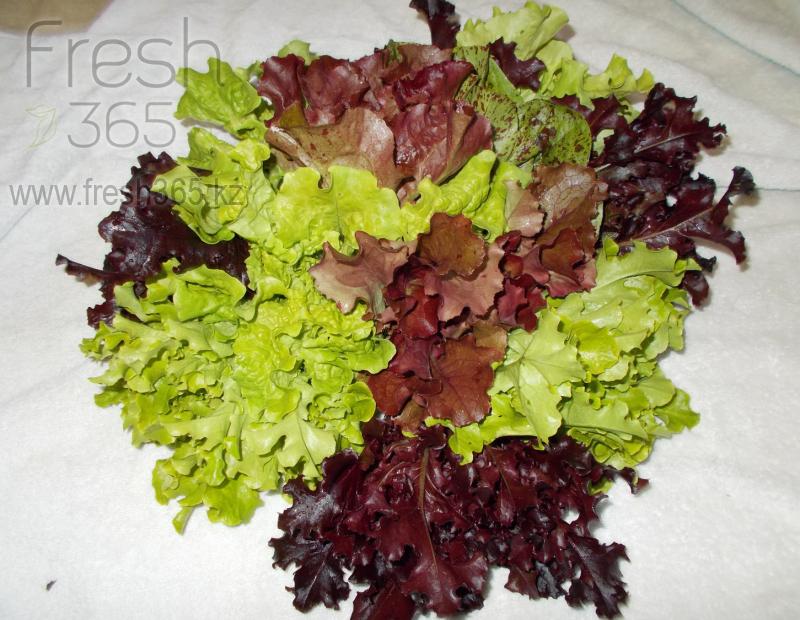 Бейби листья Микс Месклун / Mix Mesclun baby leaves