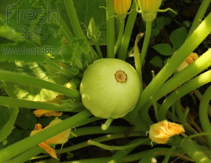 Бейби патиссоны микс / Baby Patty Pans Mix