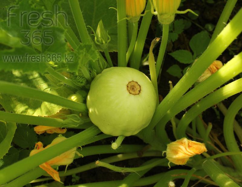 Бейби патиссоны зеленые / Baby Patty Pans Green