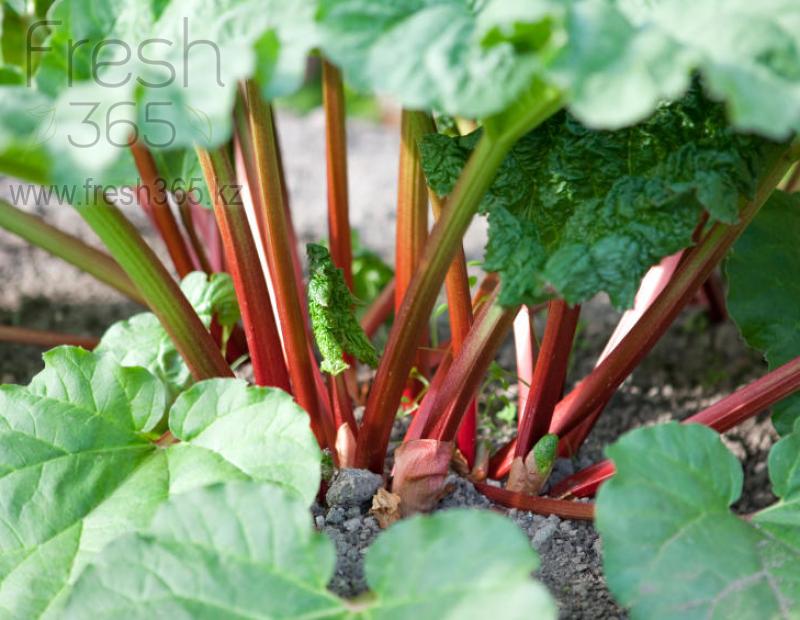 Ревень большой / Rhubarb Large