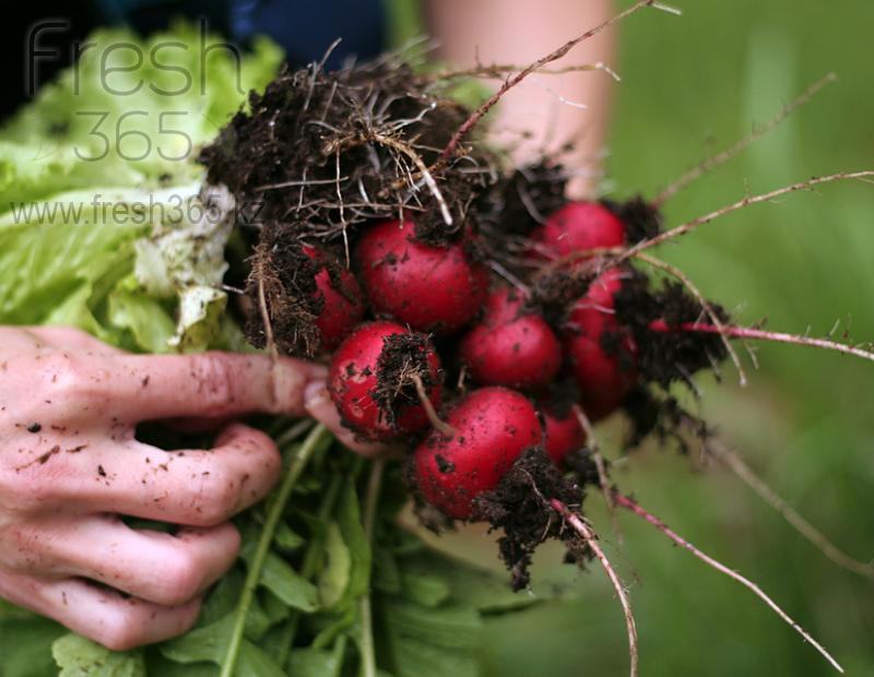 Редис / Radish