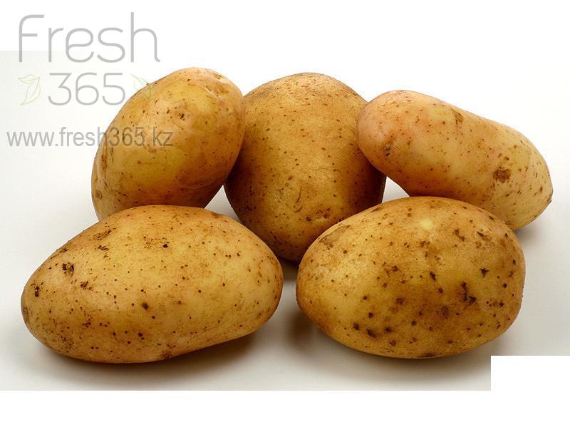 Картофель Агата / Potato Agatha