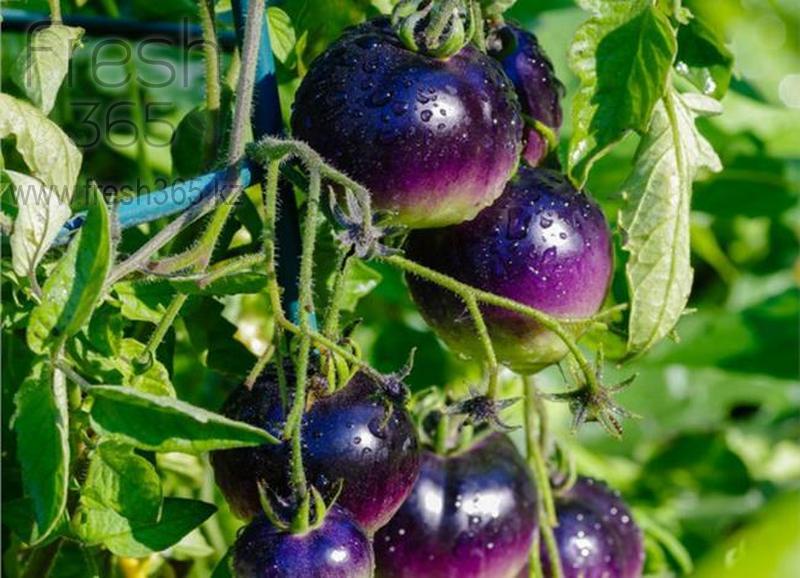 Черри фиолетовые / Cherry Purple