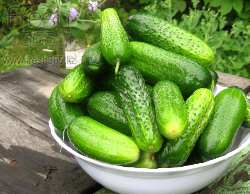 Огурцы / Cucumber