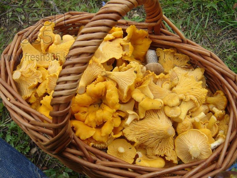 Грибы Лисички / Mushrooms Cantharel Girolle
