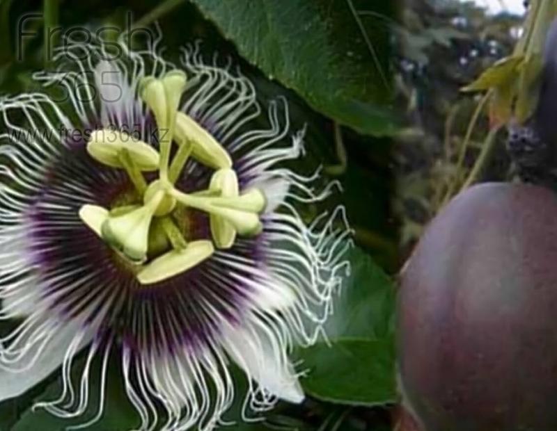 Маракуя / Passionfruit