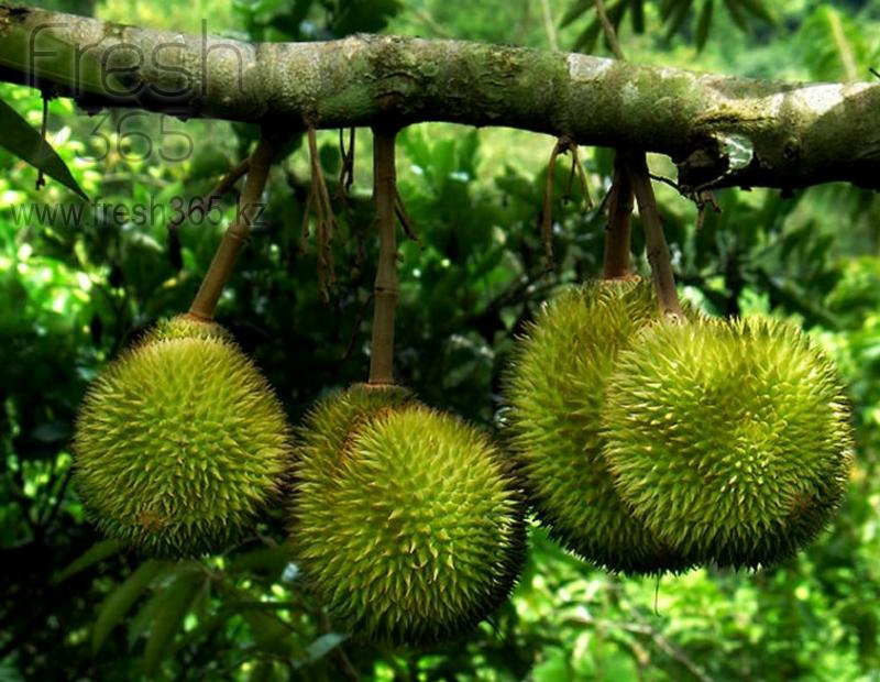 Дуриан / Durian