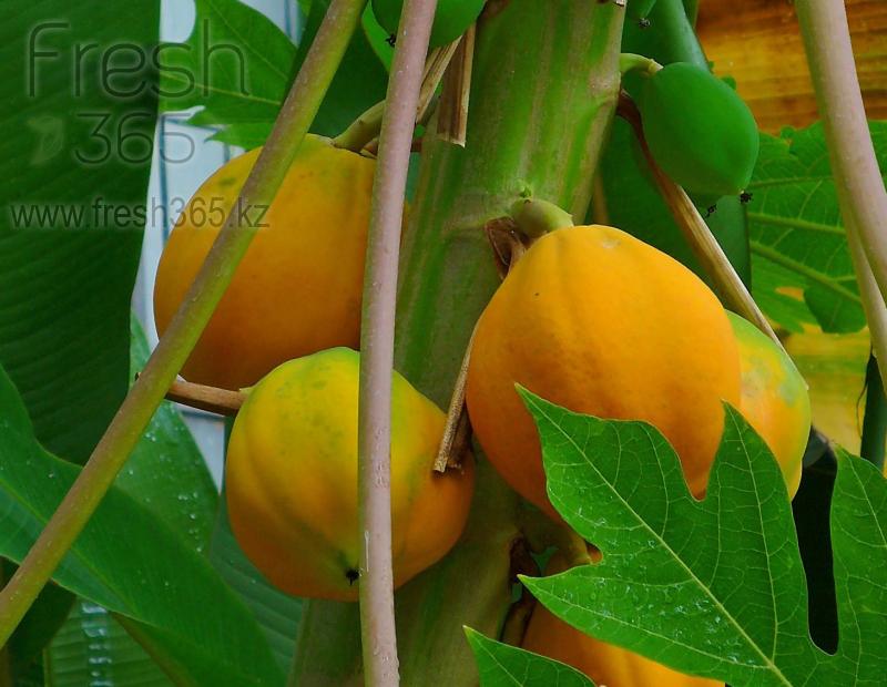 Папайя спелая / Papaya ready to eat
