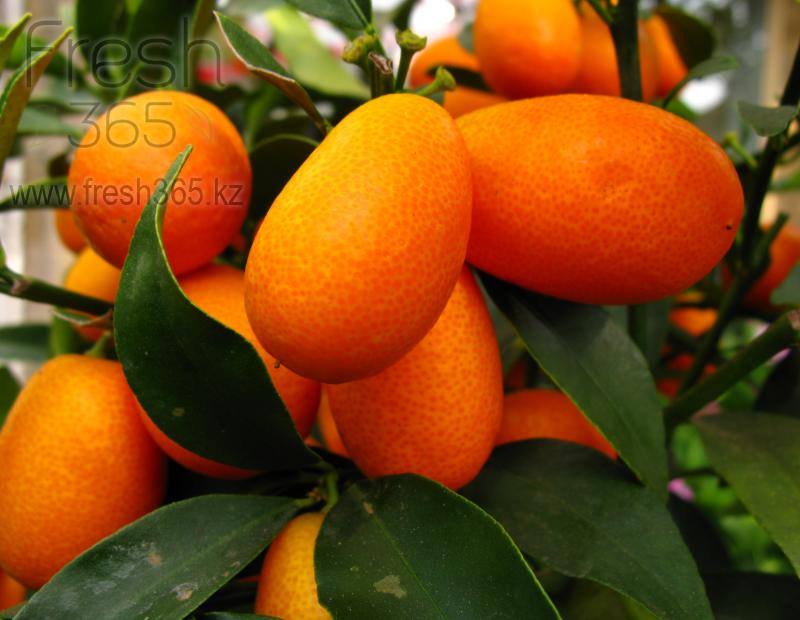 Кумкват / Kumquat
