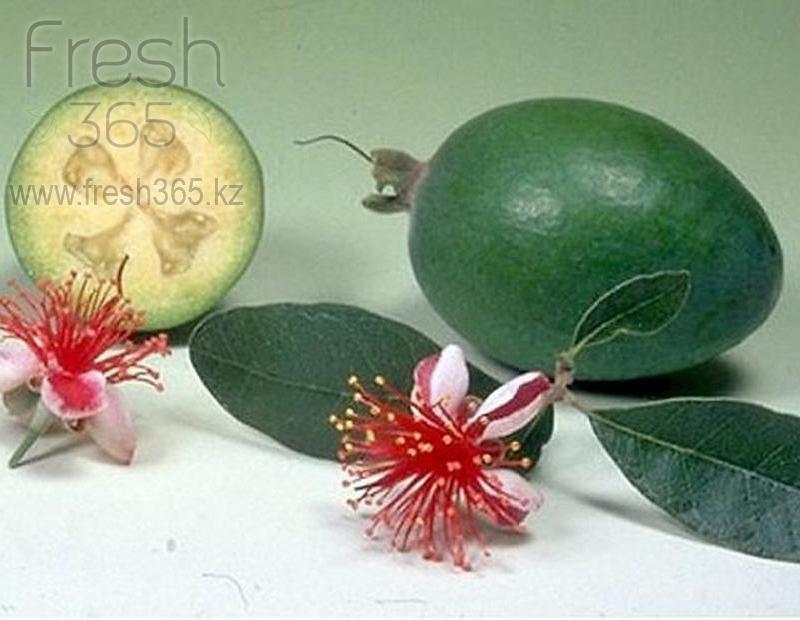 Фейхоа / Feyoa