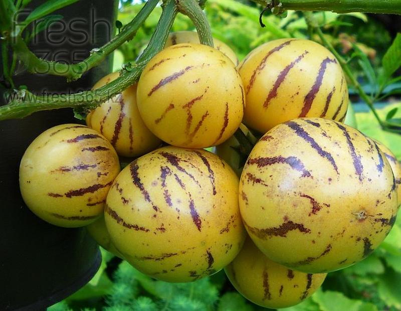 Пепино / Pepino