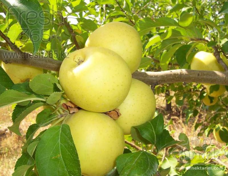 Яблоки золотой деликатес / Apples Golden Dellicious