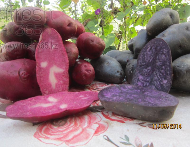 Картофель фиолетовый / Potato Violet