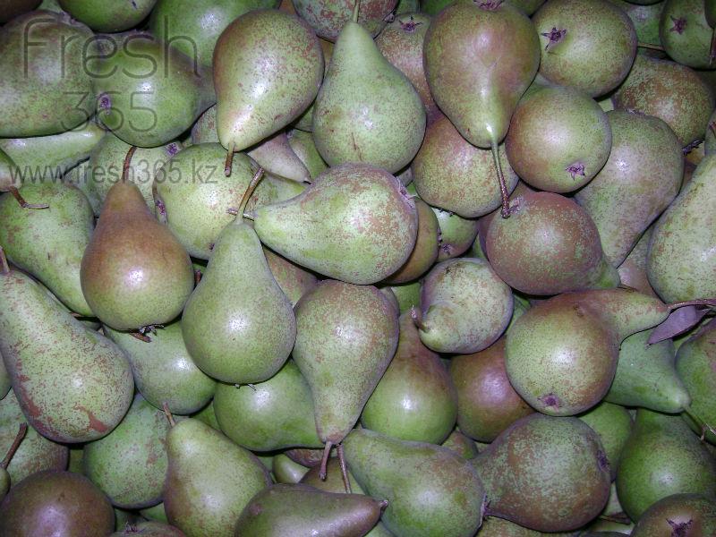 Груши Конференс / Pears Conference