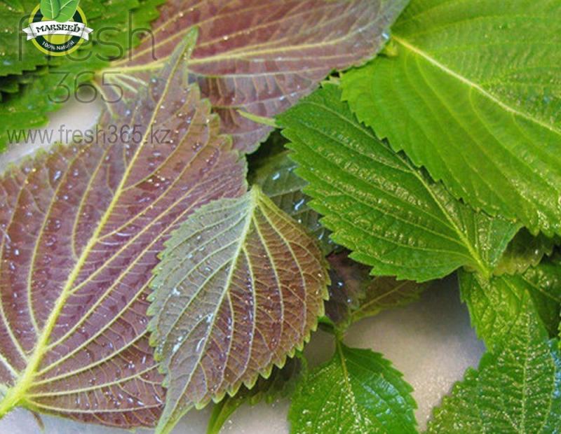 Листья Шиссо Микс (Перилла) / Shiso Leaves Mix