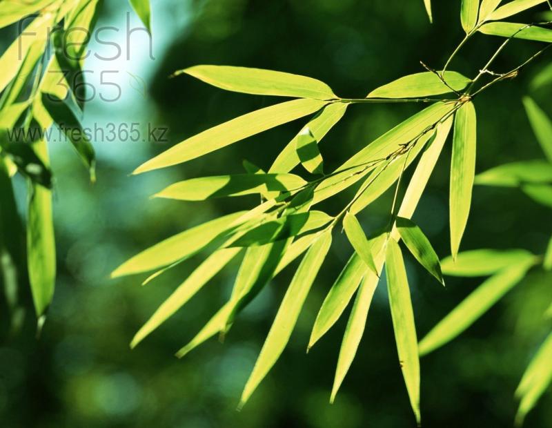 Листья бамбука / Bamboo Leaves