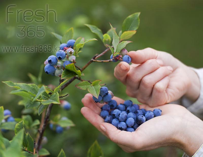 Голубика / Blueberry