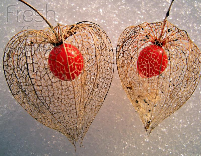 Физалис / Physalis